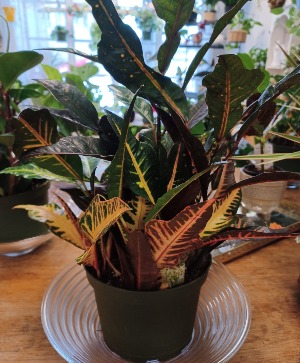 Croton 