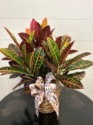 Croton 