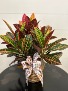 Croton 