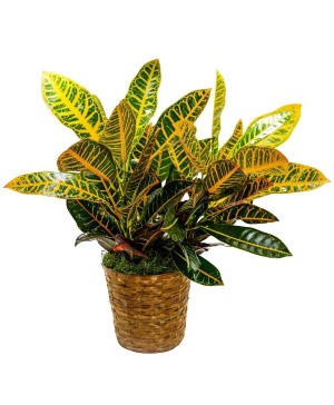 Croton Baske Arrangement