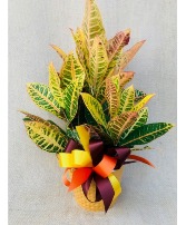 Croton Craze Colorful House Plant