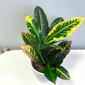 Croton *For pick-up Only*
