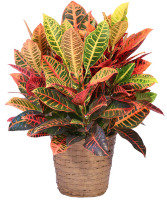 Croton House Plant Plants