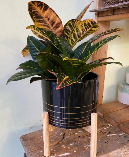 Croton in Black Ceramic Plant Stand  Indoor Plants