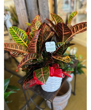 Croton Indoor Plant 