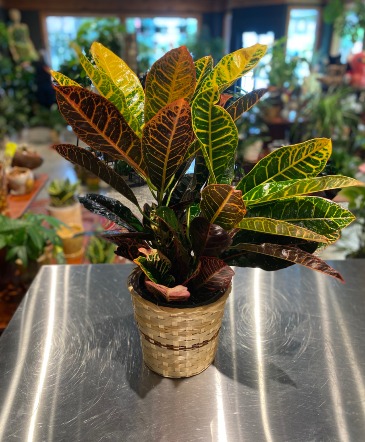 Croton Petra Indoor Green Plant  in South Milwaukee, WI | PARKWAY FLORAL INC.