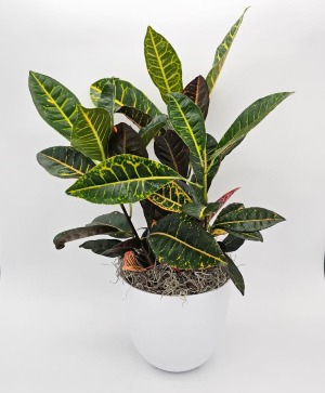 Croton Petra Plant