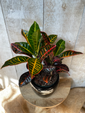 Croton Petra Plant in Ceramic pot