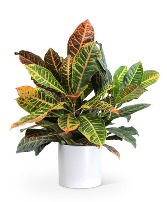 Croton Petra Plant Plant