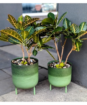 Croton Plant  1- 8" Green metal and 1- 10" green metal pot with legs