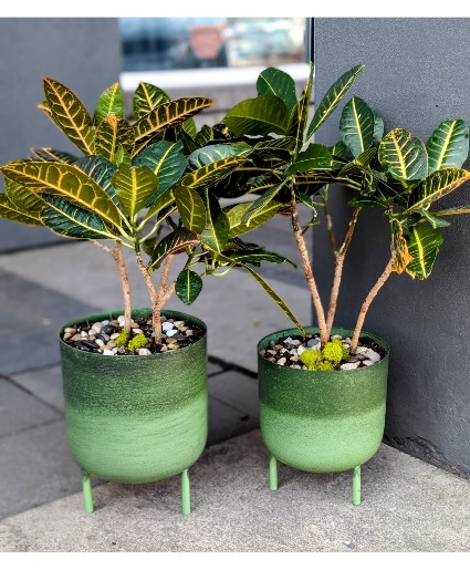 Croton Plant  1- 8