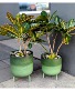 Croton Plant  1- 8" Green metal and 1- 10" green metal pot with legs