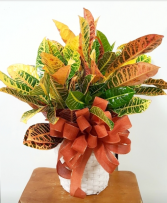 Croton Plant