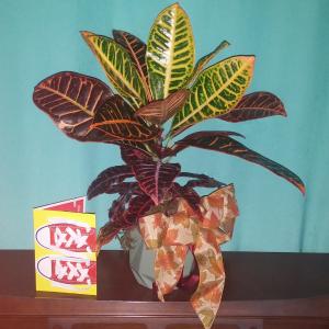 Croton Plant CODIAEUM VARIEGATUM PICTUM