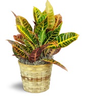 Croton Plant  