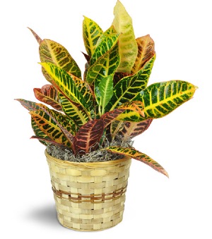 Croton Plant  