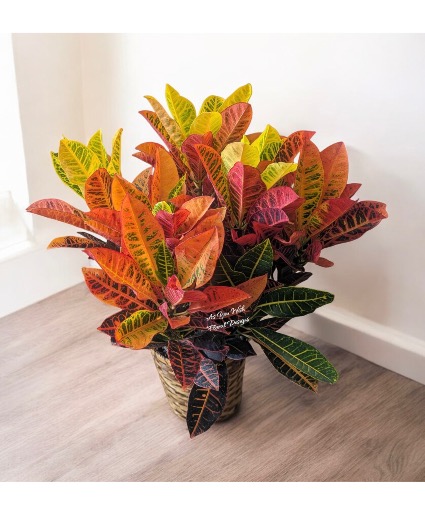 Croton Plant