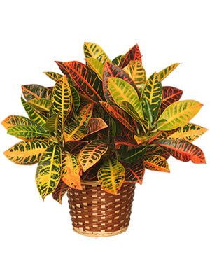 CROTON PLANT BASKET  Codiaeum variegatum pictum 