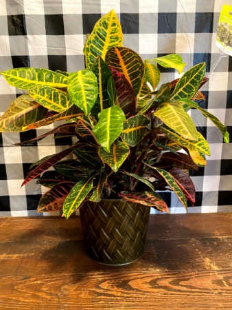 Croton Plant Basket Plant