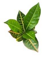 Croton Plant Euphorbiaceae