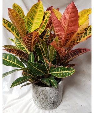 Croton plant in 6" rustic white/gray ceramic Container...(limited supply of this popular container)