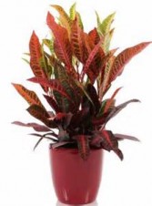 Croton Plant in a designer container Plant