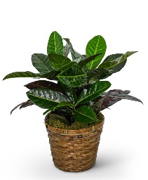 Croton Plant in Basket Plant