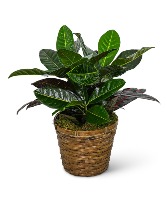 Croton Plant in Basket Plant