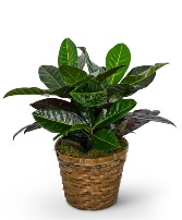 Croton Plant in Basket Plant