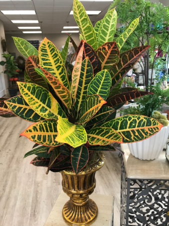Croton Plant in Footed Container 
