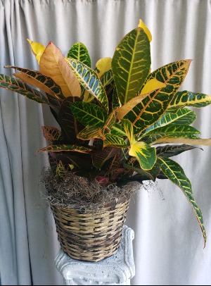 Croton FALL PLANT