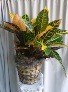 Croton FALL PLANT