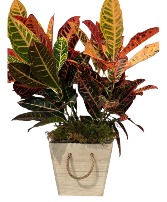 Croton Plant Plant Garden 