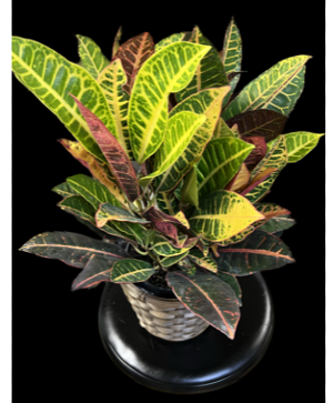 Croton Plants