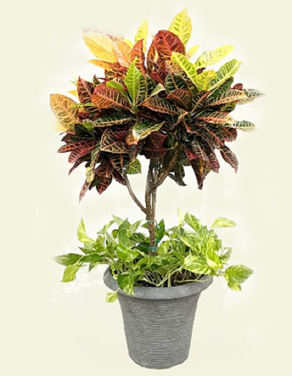 Croton Premium Plant