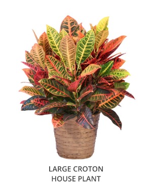 Croton Rentals