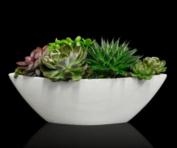 Cubicle Garden Succulents