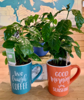 Cup 'O' Cheer Coffee Plant in Coffee Mug