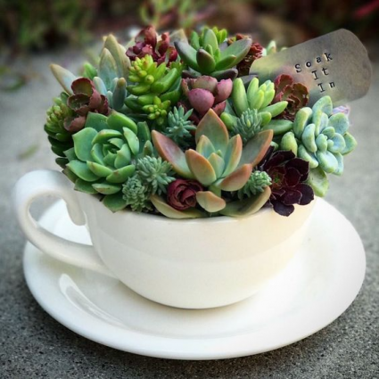 Cup of Succulents Next day delivery
