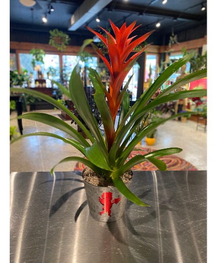 Cupid Bromeliad Non Toxic Blooming Plant 