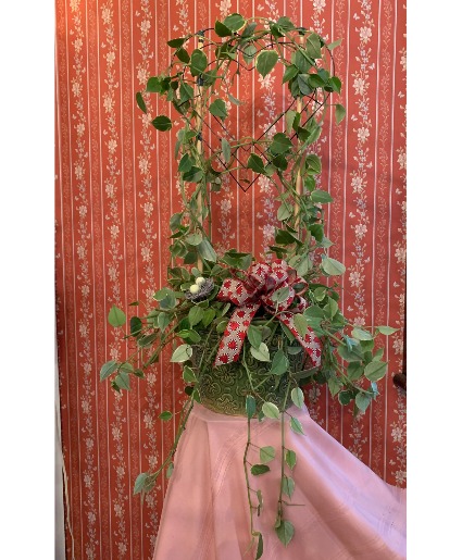 Cupid Plant Plant