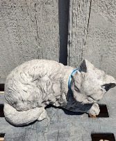 CURIOUS CAT LIMITED SUPPLY