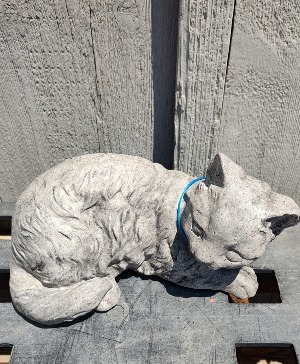 CURIOUS CAT LIMITED SUPPLY