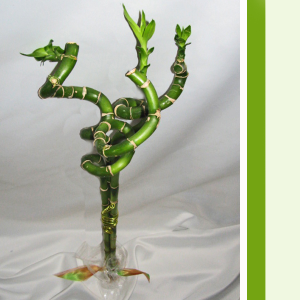 Curly Bamboo Stems Bamboo in Langford, BC | PETALS N BUDS METCHOSIN FLORIST Curly Bamboo Stems Bamboo in Langford, BC | PETALS N BUDS METCHOSIN FLORIST