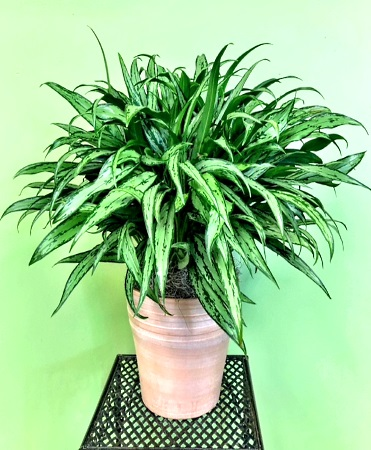 Chinese Evergreen (Aglaonema) Deluxe Container