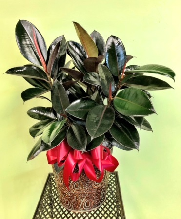Rubber Tree plant Plant