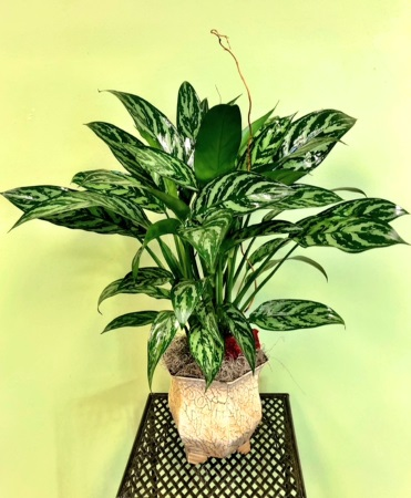 Chinese Evergreen Plant Arrangement