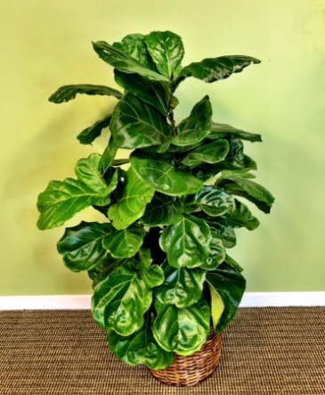 Fiddle Leaf Fig (Lyrata) Floor Plant in Galveston, TX | MAINLAND FLORAL Fiddle Leaf Fig (Lyrata) Floor Plant in Galveston, TX | MAINLAND FLORAL