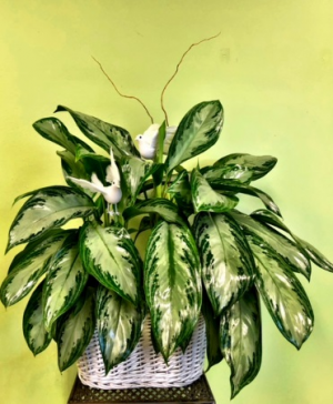 Chinese Evergreen Memorial/Sympathy Planter with Doves in Galveston, TX | J. MAISEL'S MAINLAND FLORAL Chinese Evergreen Memorial/Sympathy Planter with Doves in Galveston, TX | J. MAISEL'S MAINLAND FLORAL