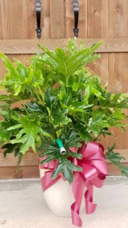 Custom Funeral Plant Plant